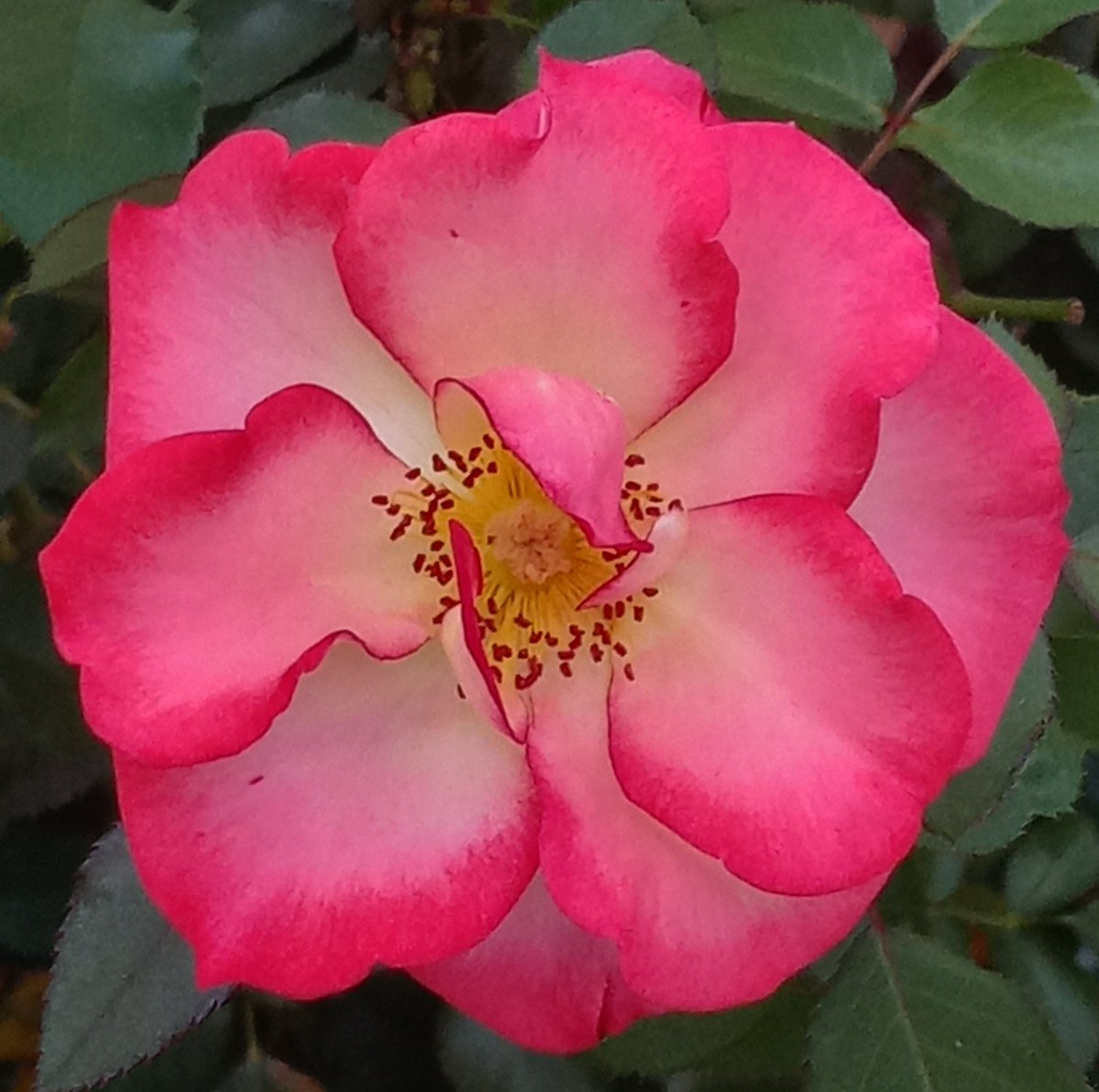 Harold von Drehle tweet media