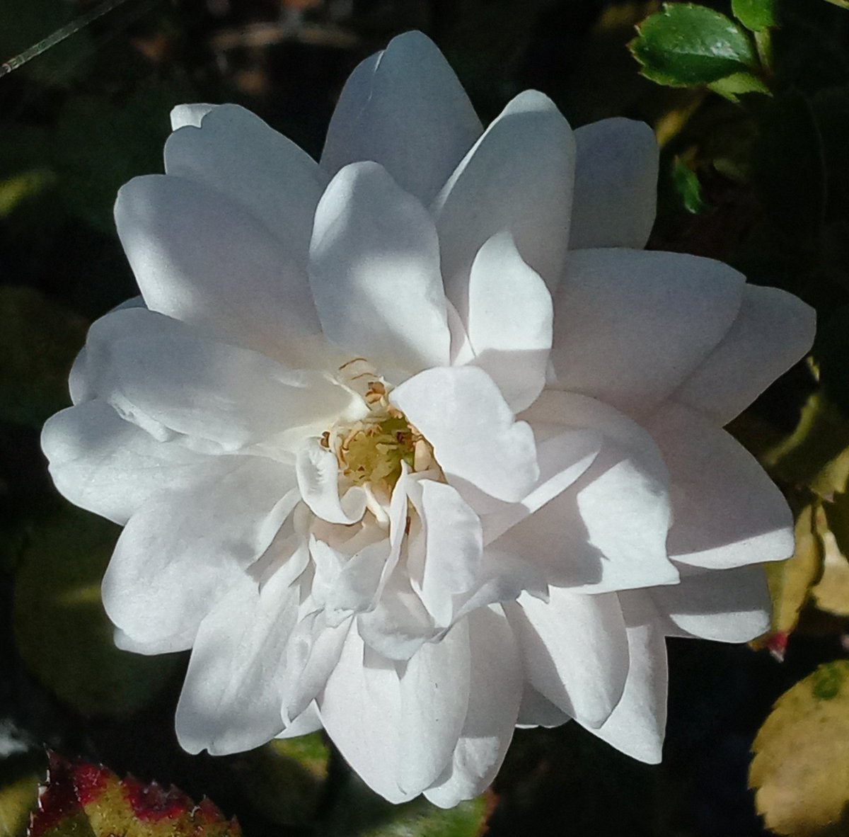 Harold von Drehle tweet media