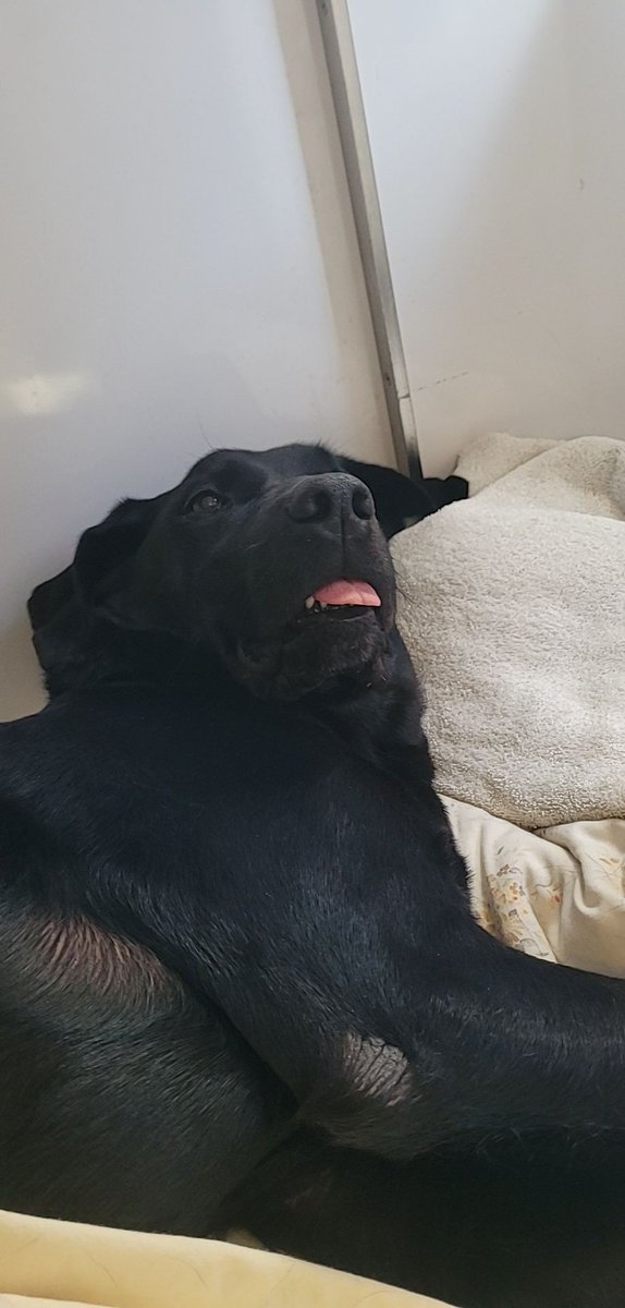 Here's a funny picture of my dog on a lot of drugs. Happy Wednesday 😊