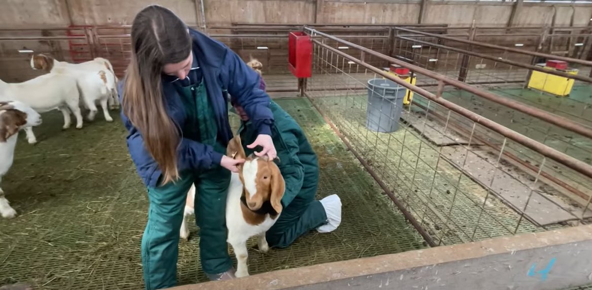 Hey #Veterinary students!

Learn what our State Vets do and get paid for it.

ODA is looking to fill an #Animal #Health summer internship position – learn from the best! 

We’d love to hear from you by Jan. 1.
tinyurl.com/ya4ftk6s