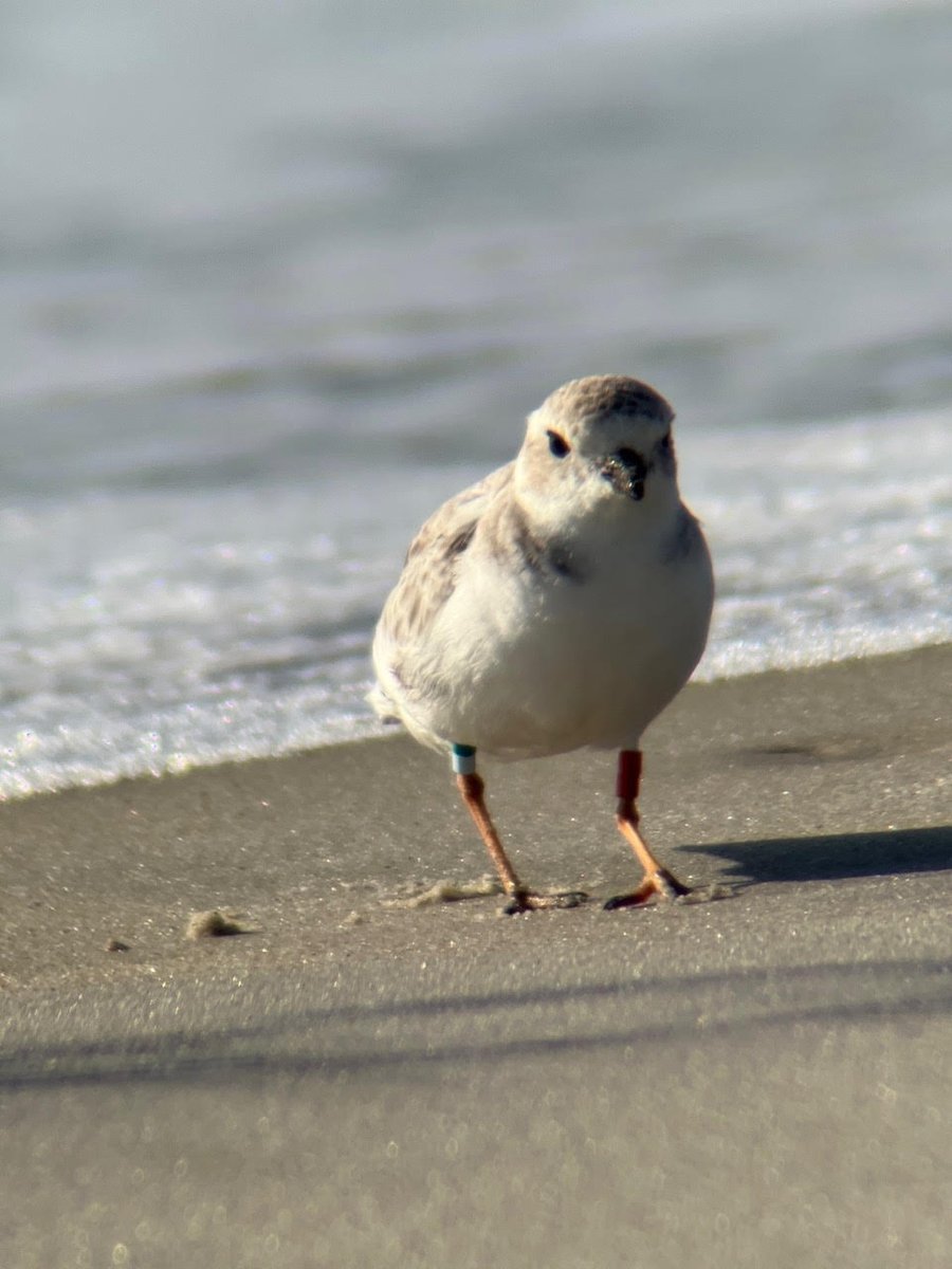 alisonkocek's tweet photo. Banded this guy as an adult at Chincoteague in 2010 w/ @VTShorebirds. He was just observed in NC by Jeffrey Murphy. It's now the oldest known living PIPL in the Atlantic population at 13+ yo and he still has all 4 readable bands.🙌 #birdbanding #survivor https://t.co/kNHrTPNvMs