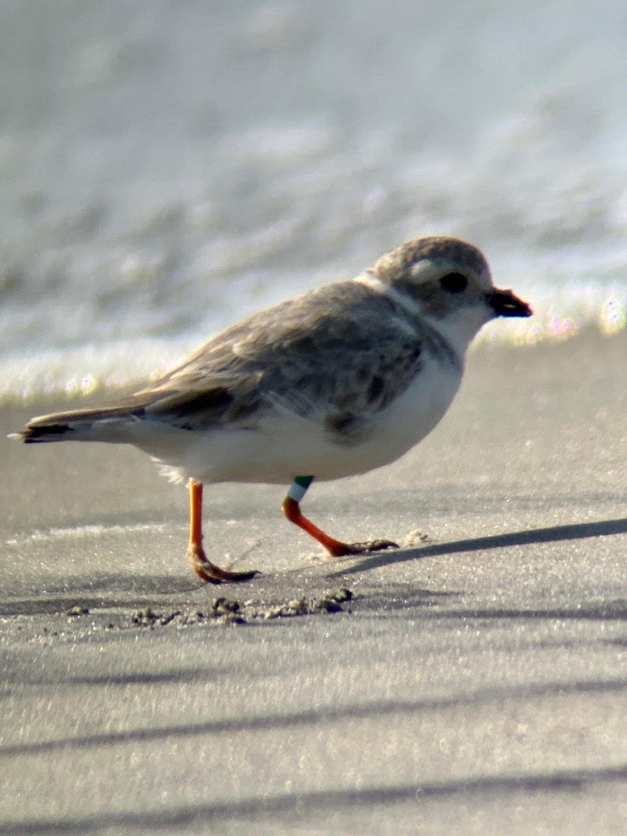 alisonkocek's tweet photo. Banded this guy as an adult at Chincoteague in 2010 w/ @VTShorebirds. He was just observed in NC by Jeffrey Murphy. It's now the oldest known living PIPL in the Atlantic population at 13+ yo and he still has all 4 readable bands.🙌 #birdbanding #survivor https://t.co/kNHrTPNvMs