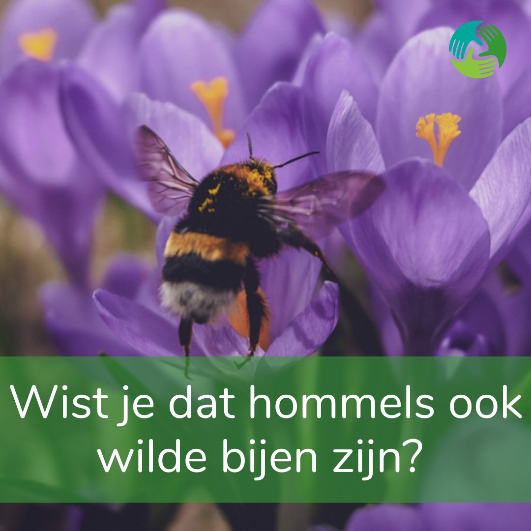 Wist je dat hommels ook wilde bijen zijn? 🤓 Ons Doel van de Maand: <a href="/Bijenlint/">Bijenstichting</a> heeft ons dit geleerd! Doe je online aankopen via Doelshop.nl en steun de Bijenstichting met gratis donaties.

#doneren #sinterklaasinkopen #pepernoten #bijen #goeddoel #donatie #gratis