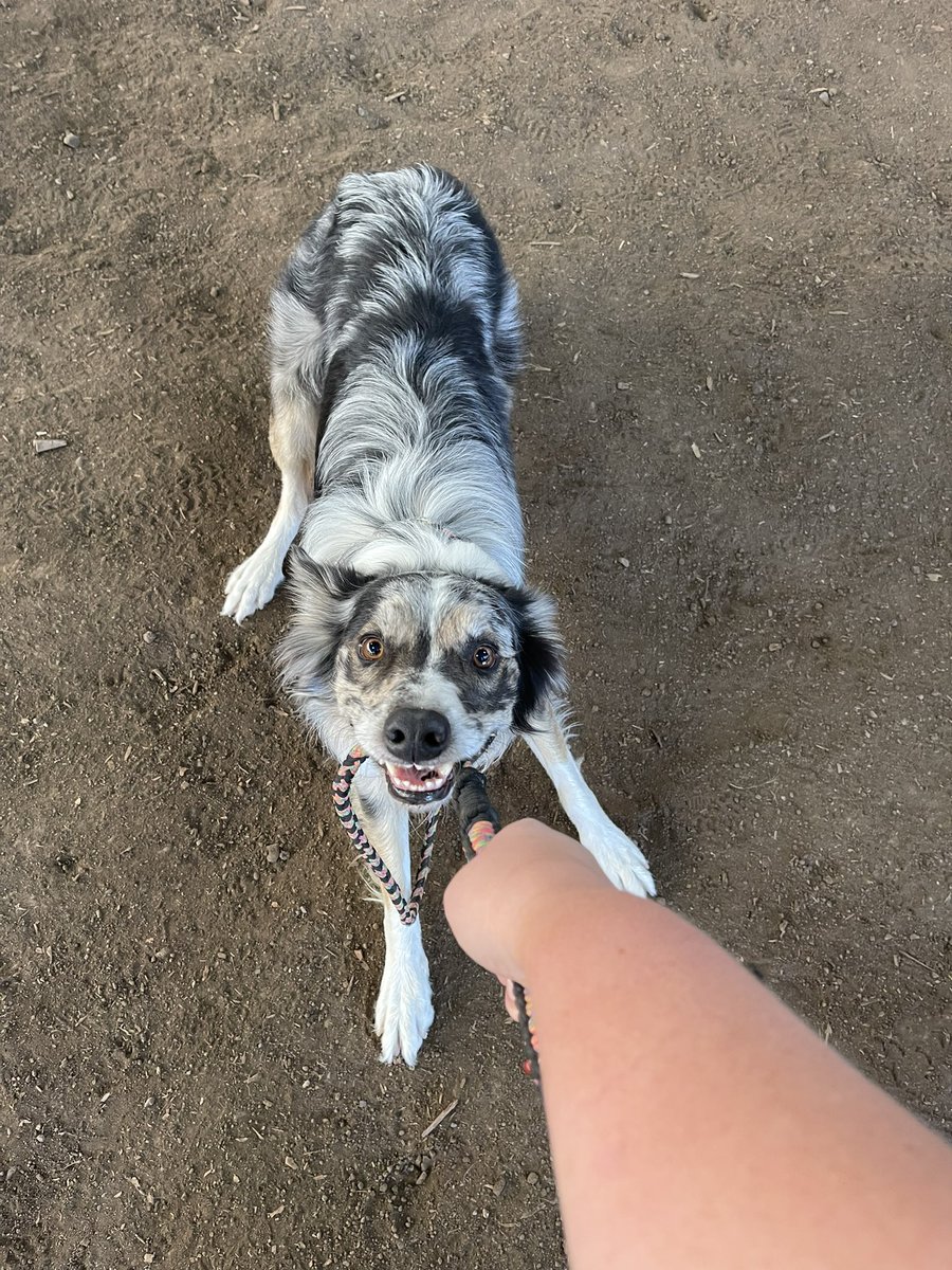 good dog squad tweet media