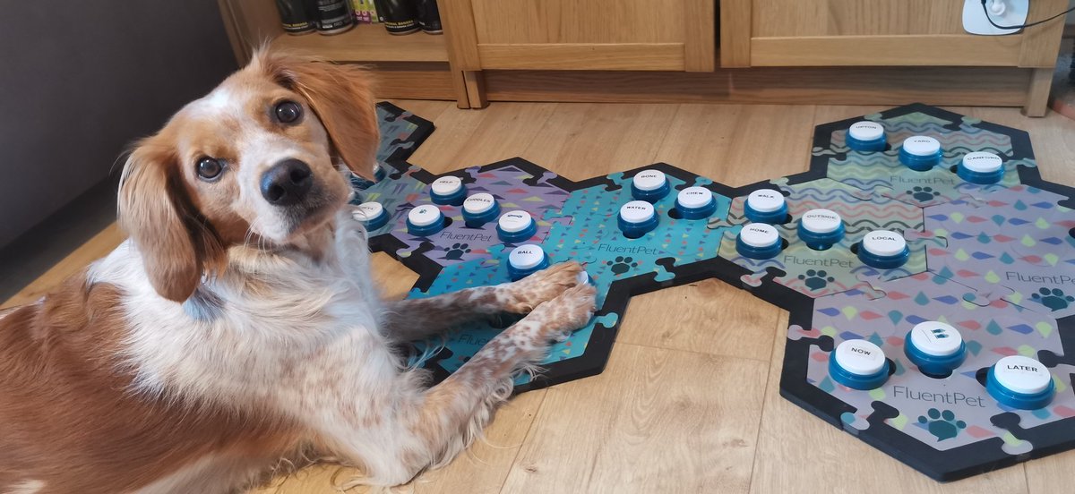 FreyaCanTalk's tweet photo. I finally got round to updating Freya's sound board with a load of new hex tiles 😊 I don't think she's noticed 🤫🐶

#talkingdog #cleverpet #cleverdog #fluentpet #talkinganimals #funnyanimals #funnydog #cuteanimals #cutedog #brittanyspaniel #bretonspaniel #brittany #spaniel https://t.co/xBgsO9ESQg