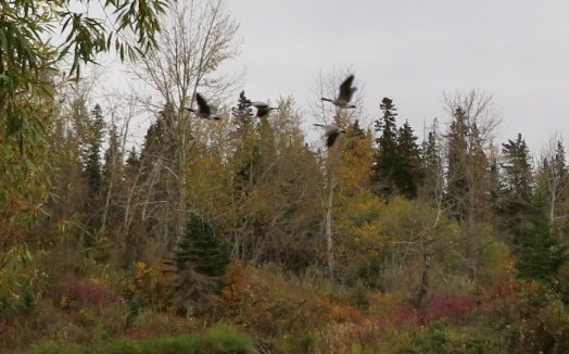 hapandcarol's tweet photo. #HAPPINESS is enjoying watching the many Canada Geese taking flight in groups of 20 to 30 every few minutes as they head out to feed in nearby fields. #CanadaGeese #geeseflying https://t.co/XTskDKoy68