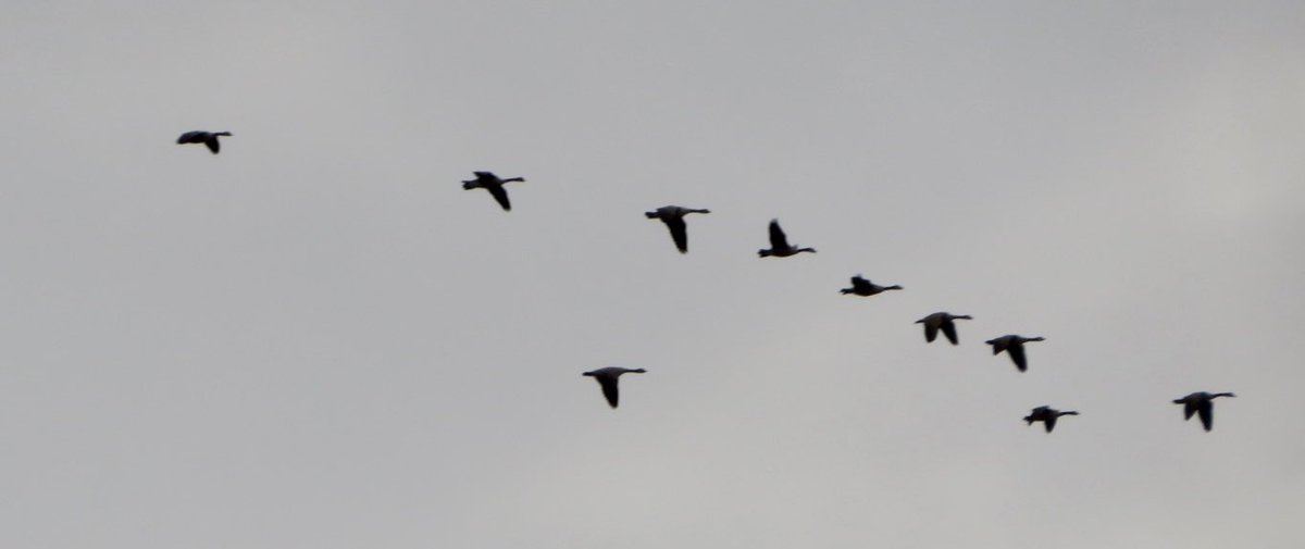 hapandcarol's tweet photo. #HAPPINESS is enjoying watching the many Canada Geese taking flight in groups of 20 to 30 every few minutes as they head out to feed in nearby fields. #CanadaGeese #geeseflying https://t.co/XTskDKoy68