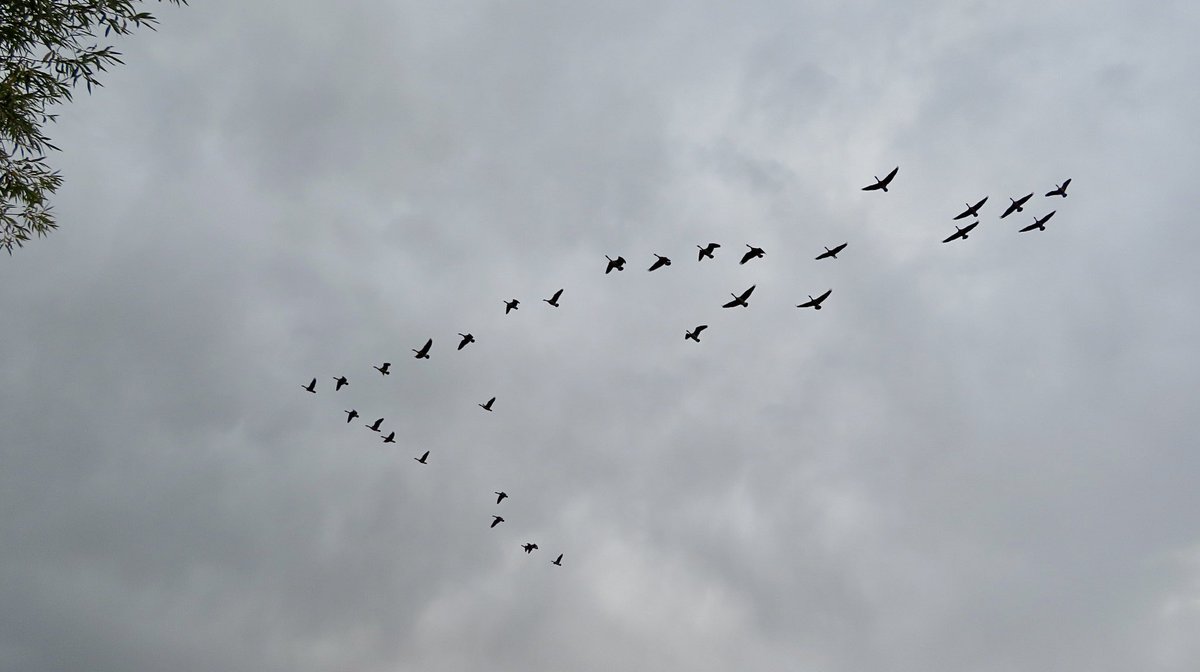 hapandcarol's tweet photo. #HAPPINESS is enjoying watching the many Canada Geese taking flight in groups of 20 to 30 every few minutes as they head out to feed in nearby fields. #CanadaGeese #geeseflying https://t.co/XTskDKoy68