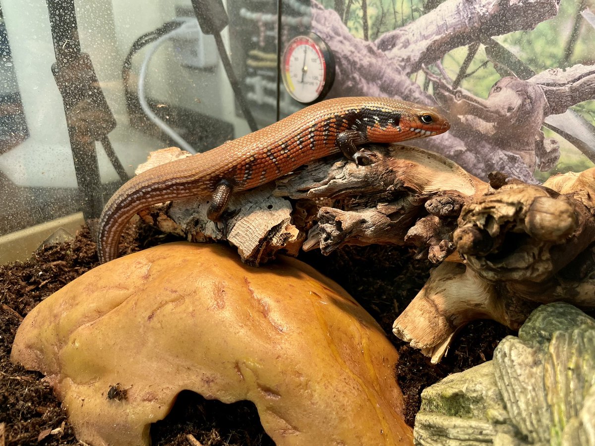 markowenmartin's tweet photo. It was nice to visit with a calm but highly judgmental #LadyAzula of the #FireSkinkNation today. #SkinkFace @GinaGoesOutside @BiologyCarly @Blackmudpuppy https://t.co/IeFkQTZOKV