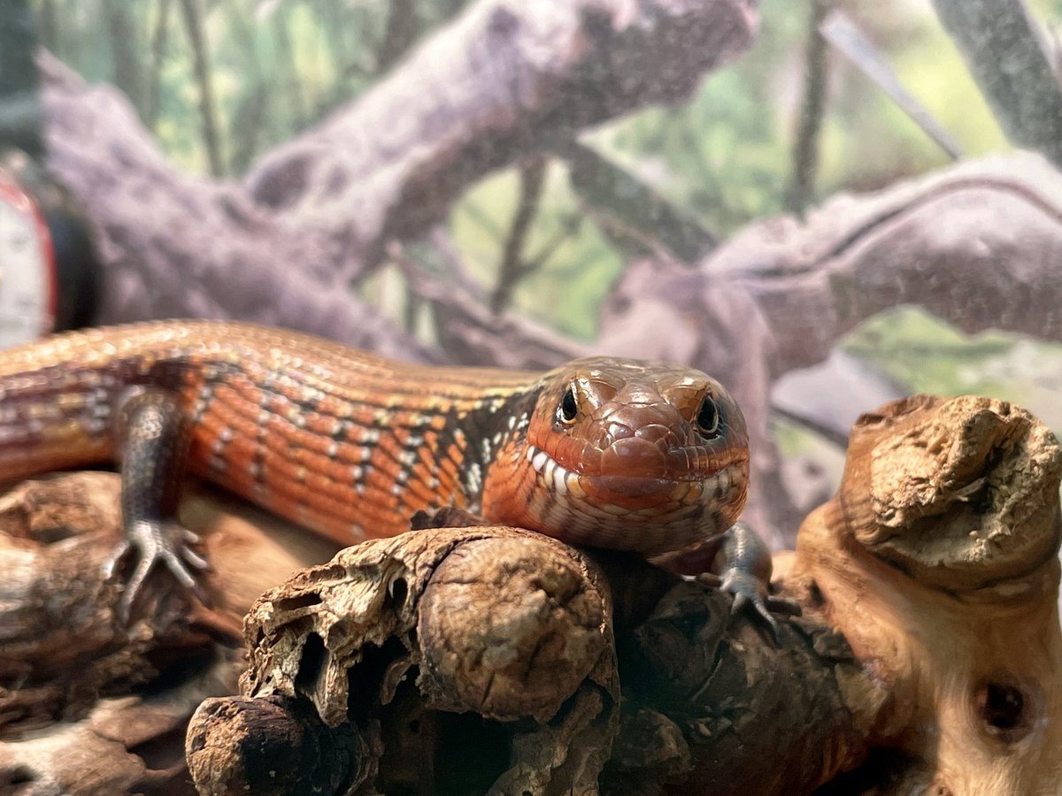 markowenmartin's tweet photo. It was nice to visit with a calm but highly judgmental #LadyAzula of the #FireSkinkNation today. #SkinkFace @GinaGoesOutside @BiologyCarly @Blackmudpuppy https://t.co/IeFkQTZOKV