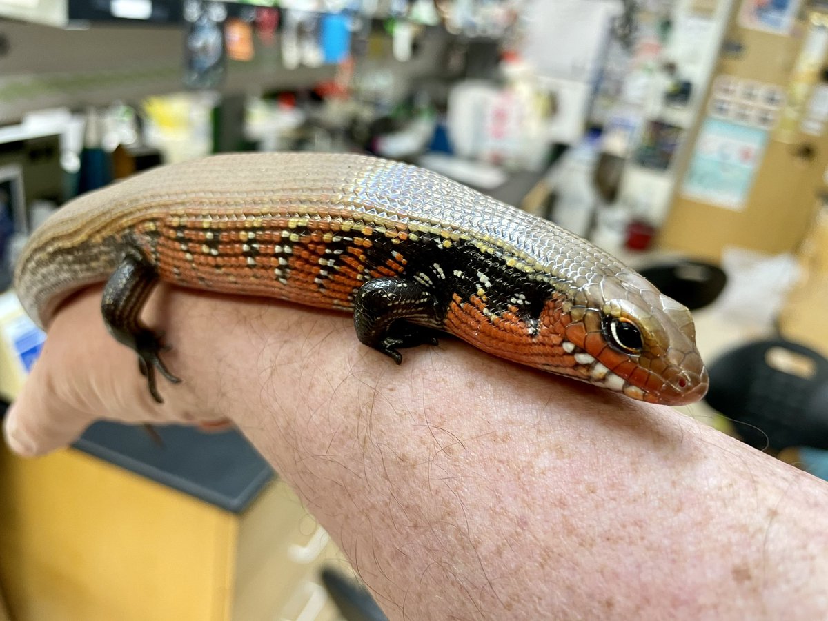 markowenmartin's tweet photo. It was nice to visit with a calm but highly judgmental #LadyAzula of the #FireSkinkNation today. #SkinkFace @GinaGoesOutside @BiologyCarly @Blackmudpuppy https://t.co/IeFkQTZOKV