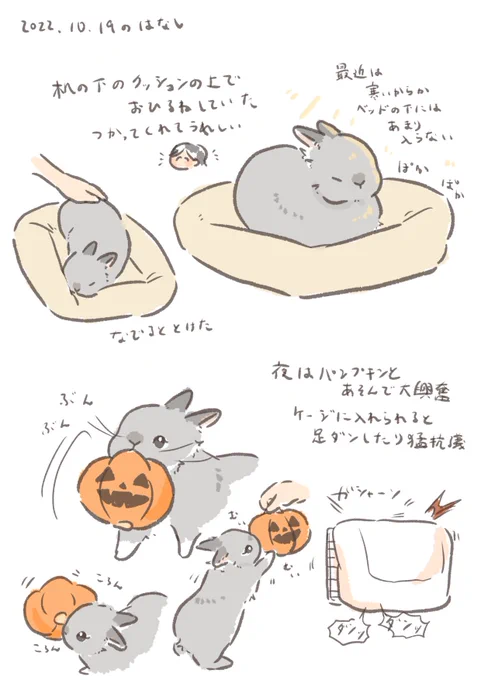 日付け変わって昨日のrabbit…☀️
#うさぎのいる生活 