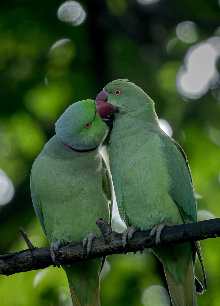 Pre-wedding photoshoot be like. 💍 Pictured here are two rose-ringed parakeets. #Repost from @passivelyactive #natgeoindia