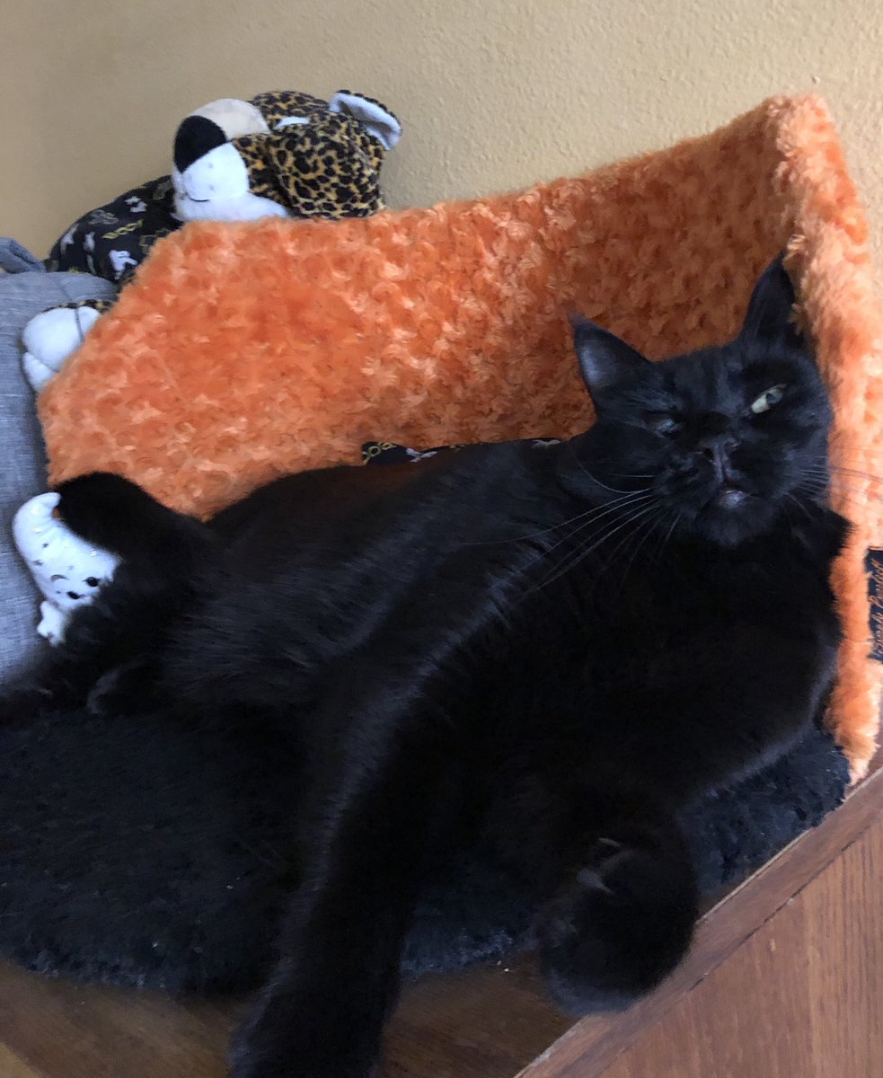 spookothecat's tweet photo. Thinking violent thoughts https://t.co/VBAfcdFGhu