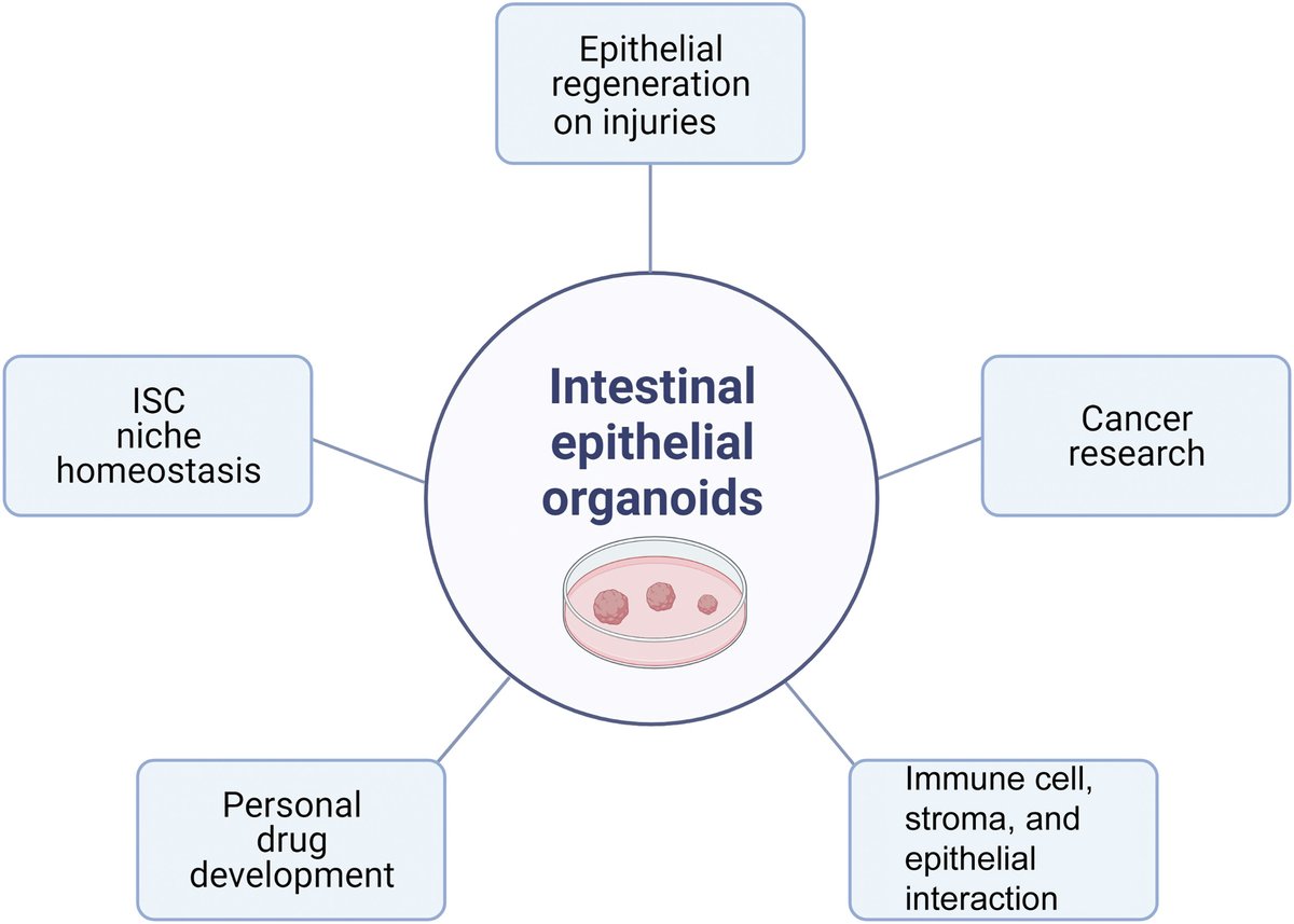 #Organoids as a Model System for Studying #NotchSignaling in Intestinal Epithelial Homeostasis and Intestinal Cancer. Review by <a href="/ASIPath/">American Society for Investigative Pathology</a> member Lan Zhou and colleagues <a href="/CWRUSOM/">CWRU School of Medicine</a> highlights the value of organoids in investigating pathobiology. FREE at ajp.amjpathol.org/article/S0002-…. #CRC