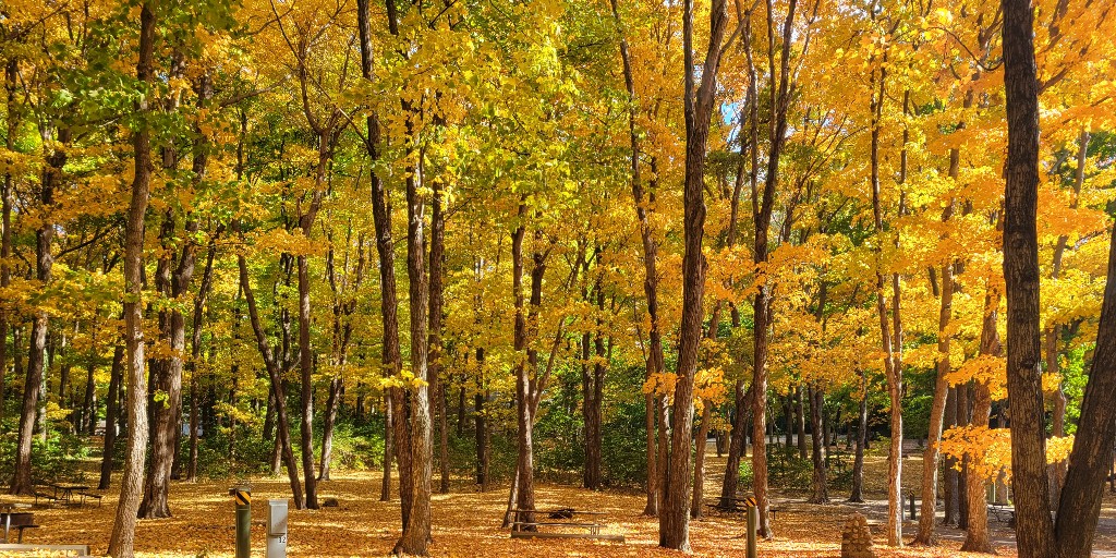 OHStateParks's tweet photo. South Bass Island State Park is displaying stunning fall colors right now! π π Plan your trip now to see these beautiful colors! πΈ: Kayla Beck
#fall #ohiofall22 #ohiostateparks #southbassislandstatepark #southbassisland #fallcolor https://t.co/KtFKgKa3Ba