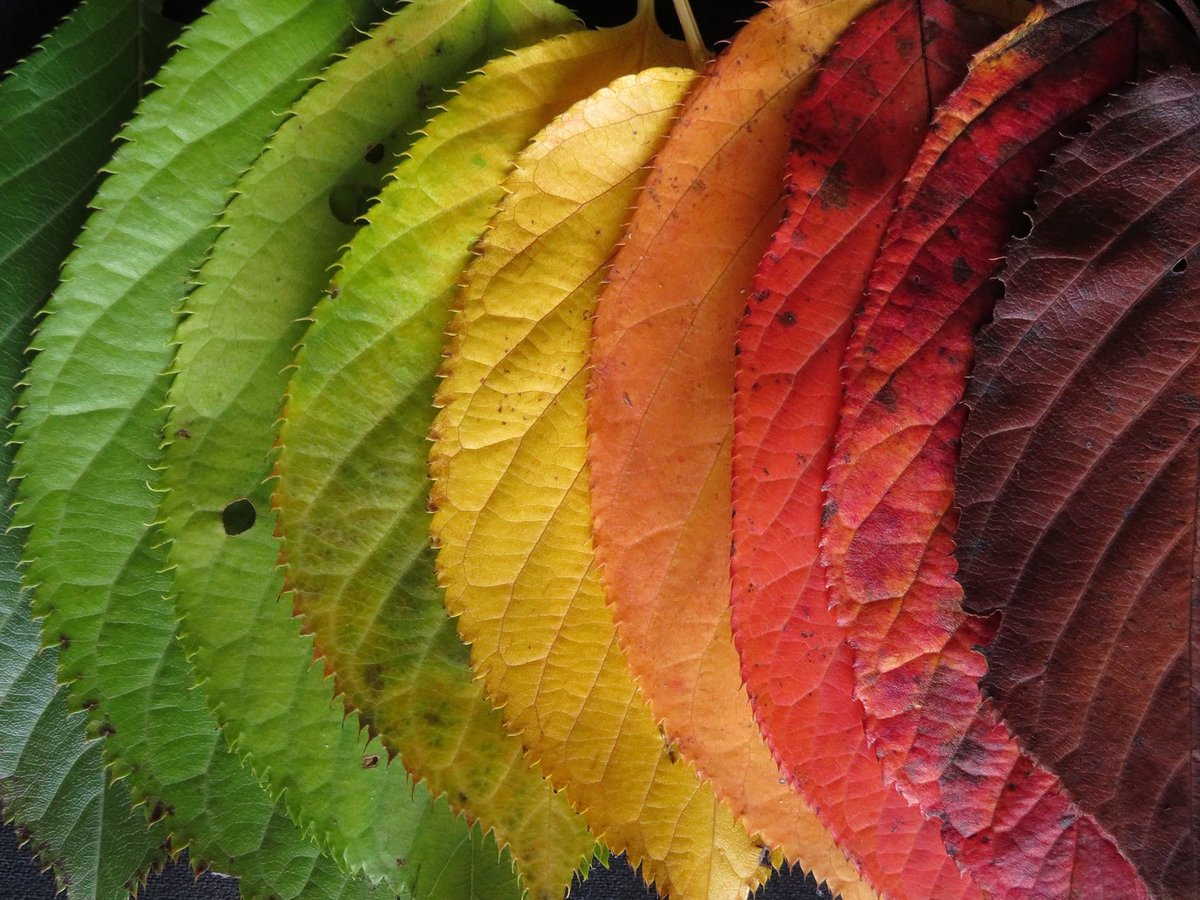 CampDirectors's tweet photo. @FieldTripDir SEASONAL FIELD TRIPS. Visit the same botanical garden, nature center or on a walking tour around your school now (for fall), in the winter and spring and note changes. Visit https://t.co/zhHQcHGcNi to find a botanical garden and nature center near you. https://t.co/Q6rg8sgpQW