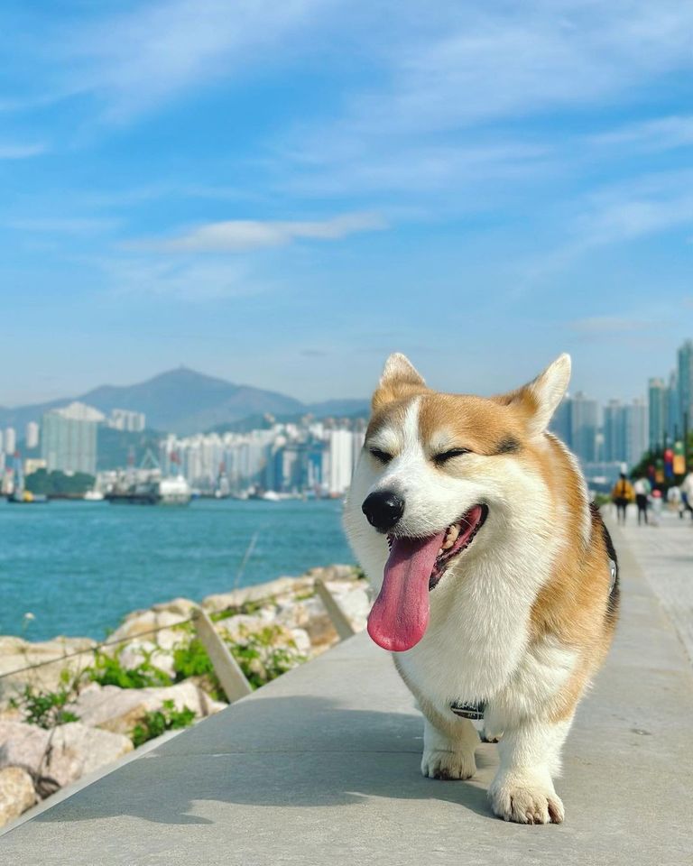 Today will be only masti, will anyone go or not...
#Corgi #CorgiCrew #dogsoftwitter