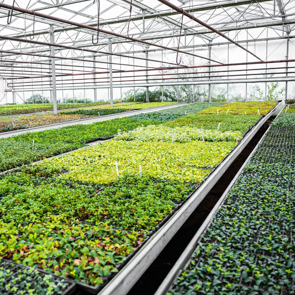 GreenwoodPlants's tweet photo. Our Watch It Grow #contractgrowing service is available with #peatfree growing medium, allowing you to plan more #sustainable planting schemes.🌿

💻 https://t.co/qz6oUafmVF

This is part of our pledge to fully support the @HTAnews Sustainability Roadmap. https://t.co/zxmFgpHZp6