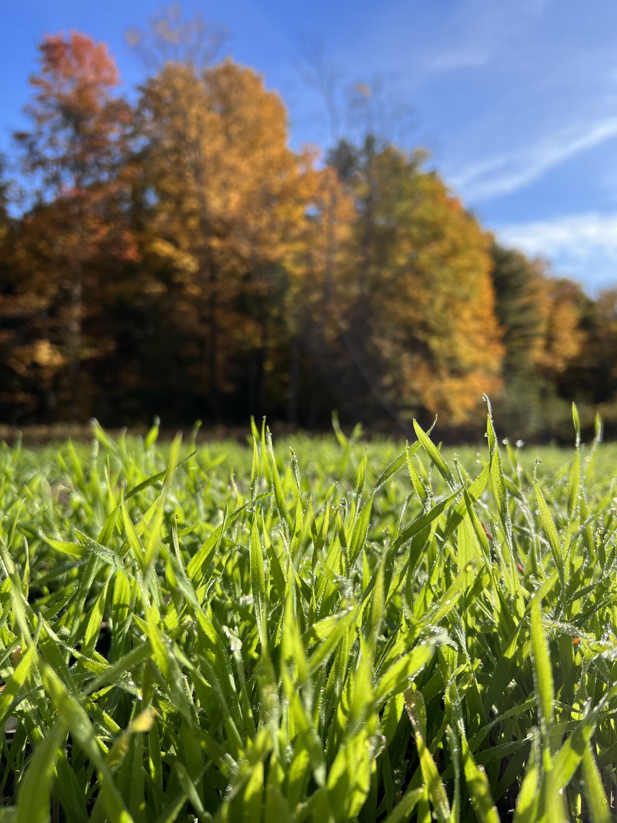 heygardener's tweet photo. The contrast of fresh green from the winter rye cover crop with the fall leaves seems like magic. ✨ https://t.co/fAmF7m3fkt
