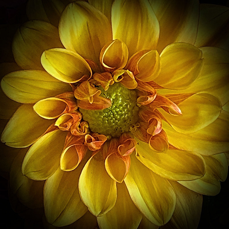 SChatto3's tweet image. ⁦@ricksammon⁩ ⁦@DebSandidge⁩ ⁦@ScottKelby⁩ ⁦@danhavlik⁩ ⁦@dpreview⁩ ⁦⁦@CanonUSAimaging⁩ 
Your choice  … today’s #superb #user_friendly #affordable #digital_photo_editing #softwares are our #artists_brushes.
We should utilize them.
- SChatto