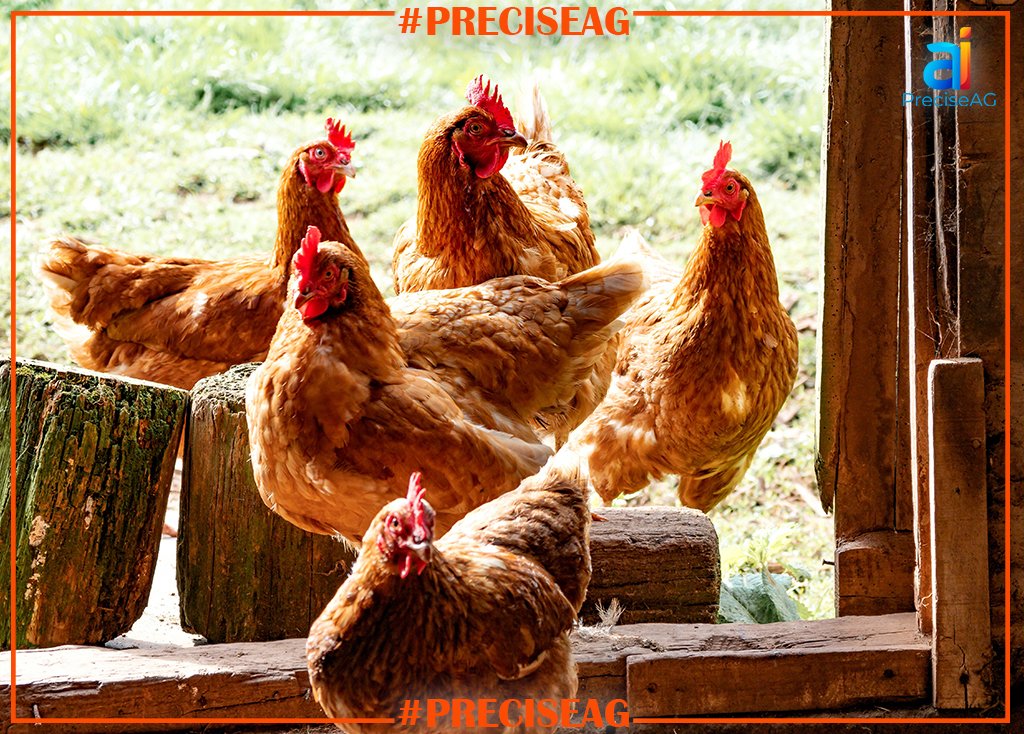 PreciseAGai's tweet photo. Think Of A BioSecurity. Now Draw A BioSecurity. I Bet You'll Make The Same Mistake As Most People Do
https://t.co/jM4KhcB8Yh brings A.I. to the farm:
https://t.co/oGza9arcxZ
#foodsecurity #biosecurity #bottombillion #smartpoultryhealth #PreciseAG.ai https://t.co/6fz71cLY8T