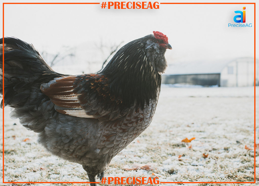 PreciseAGai's tweet photo. The Most Common Mistakes People Make With SMART POULTRY HEALTH
https://t.co/jM4KhcB8Yh brings A.I. to the farm:
https://t.co/oGza9arcxZ
#PreciseAG.ai #biosecurity #foodsecurity #smartpoultryhealth #bottombillion https://t.co/vIUIaLS7BV
