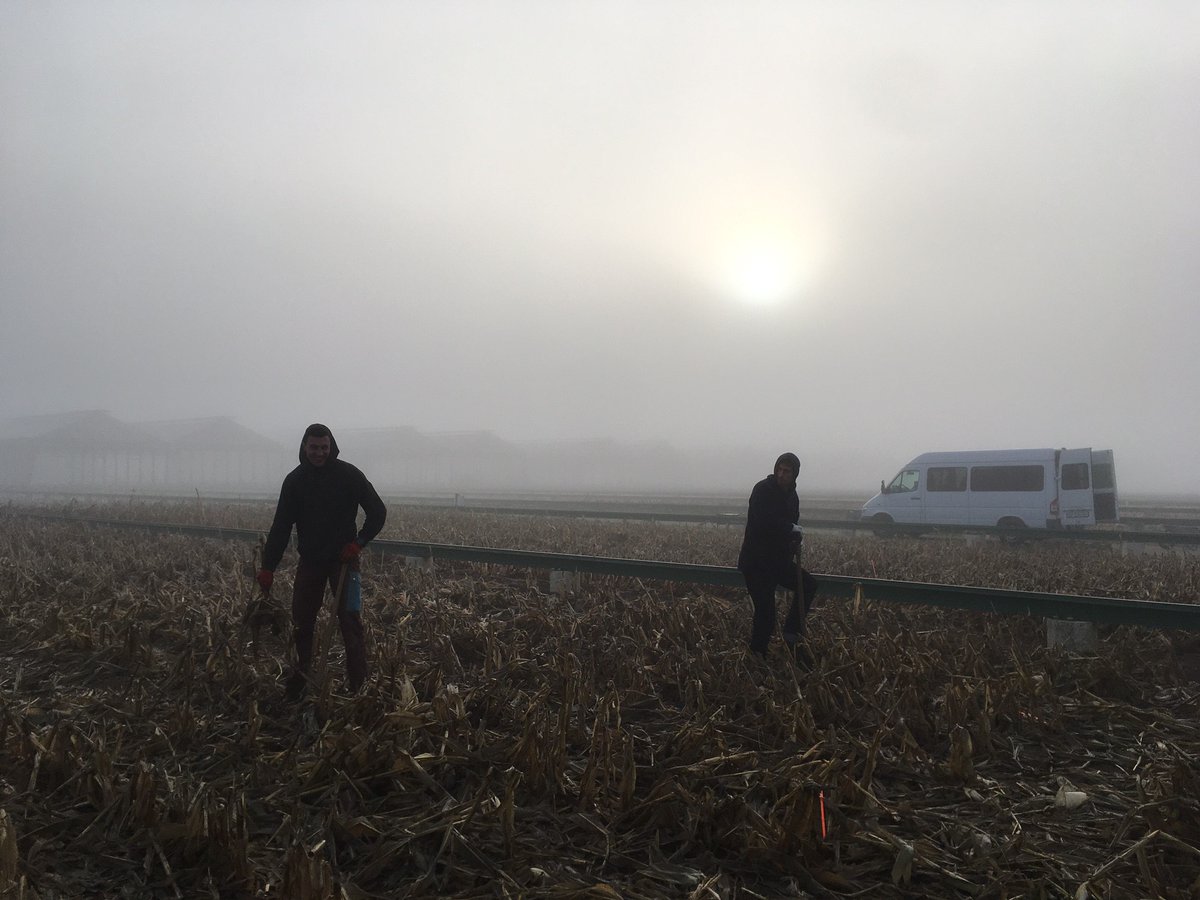 Pierre Rochepeau (@prochepeau) on Twitter photo In the framework of 🇪🇺 projects <a href="/invite_eu/">H2020 INVITE project</a> & <a href="/MaxRootC/">EJP Soil - MaxRoot-C</a>, <a href="/agroscope/">Agroscope</a> & <a href="/Thuenen_aktuell/">Thünen-Institut</a> partners came on <a href="/Arvalisofficiel/">ARVALIS</a> Phénofield platform.
Various samples were taken to assess the impact of lack of water at early stage on roots colonisation and the varietal adaptive capacities. In the framework of 🇪🇺 projects <a href="/invite_eu/">H2020 INVITE project</a> & <a href="/MaxRootC/">EJP Soil - MaxRoot-C</a>, <a href="/agroscope/">Agroscope</a> & <a href="/Thuenen_aktuell/">Thünen-Institut</a> partners came on <a href="/Arvalisofficiel/">ARVALIS</a> Phénofield platform.
Various samples were taken to assess the impact of lack of water at early stage on roots colonisation and the varietal adaptive capacities.
