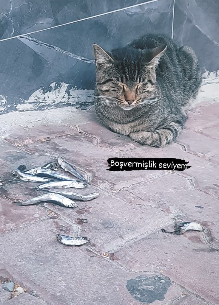 Boş vermişim #SUSMAYACAĞIZ 🤫