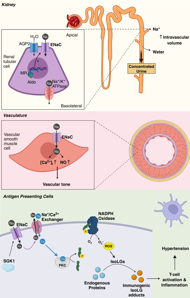 annetkiraboc1's tweet photo. Our paper published in @ASNKidney360 on "Dendritic Cell Epithelial Sodium Channel in Inflammation, Salt-Sensitive Hypertension, and Kidney Damage" is now in pubmed @PubTrendSetter
Thanks @LErtuglu for writing this with me
https://t.co/0zoQ4oGaKi https://t.co/QjAjHFjsP2