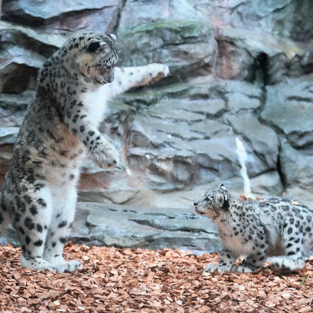 さぁ、いらっしゃいと娘を遊びに誘うアサヒお母さん。 #ユキヒョウ #大森山動物園 #snowleopard #アサヒ #リヒトとアサヒの子