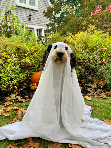 Our latest entry for our UW Psych "Halloween Pet Costume" competition is from developmental psych grad student, Mya Dockrill, and her spooky doggie "Winston".👻👻👻