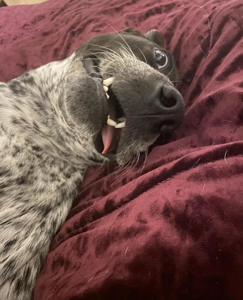 Cute Animal Pictures tweet media