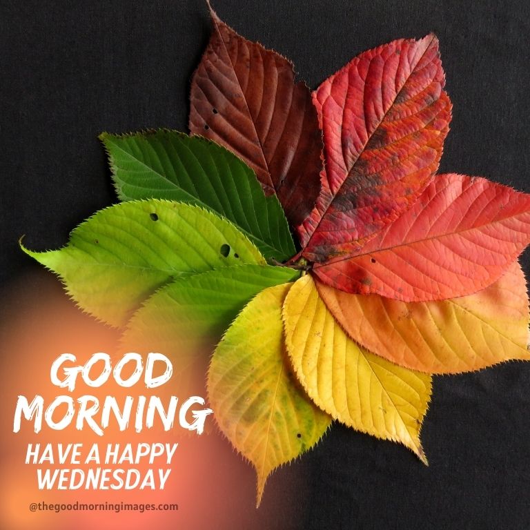 PositivelySuns1's tweet photo. Happy Wednesday! Enjoy the beautiful day! 🌞

#happywednesday #fallisbeautiful #makeitagreatday #positivelysunshine https://t.co/9kcjTgrbRP
