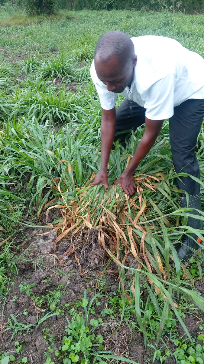 ASK_Aikiriza's tweet photo. This woman owned #dairy farm in #Rugando #Rwampara has vision to produce 200L milk from 10 cows on 5 acres replaced #Sporobolus with #Brachairia hybrid. It takes discipline, hardwork, strategy science and passion. Advised by dairy coop #extension courtesy @snv_uganda #TIDE https://t.co/v77tez41y4