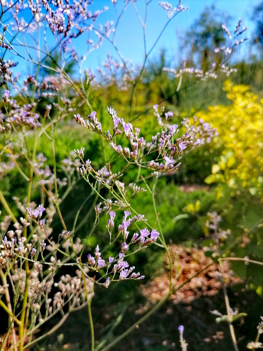 <a href="/nomadic_frame/">Nomadic Frame</a> Only 1 left on <a href="/objktcom/">objkt.com</a> 

Delicate flower
Price 0.7 #XTZ
1/5
objkt.com/asset/KT1VYHGS…
<a href="/EricaMendoza88/">ericamendoza.tez</a> <a href="/ShahanC_A/">Shahan.tez</a>