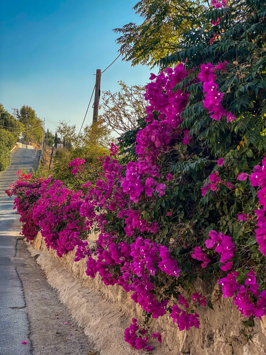 <a href="/abdduidti/">عبدالله</a> وردك جميل محلاه فتح على غصنه 
لما الندى حيّاه نوّر و بان حسنه 💓