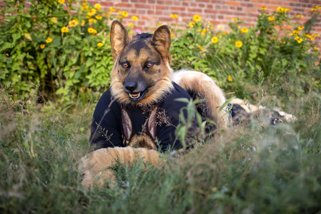 Sorry for my absence, but I was busy the last few weeks.

Aron lying in the grass, and enjoys the warm colors of the autumn.

I got these stunning photos from <a href="/Arahn_Doberman/">Arahn</a> , back in 2019.
Which photo is your favorite? 

Aron the german shepherd created by <a href="/clckwrkcreature/">Clockwork Creature</a>