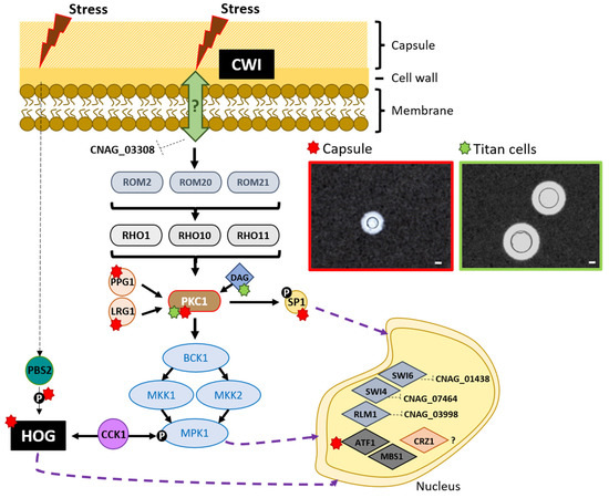 JoF_MDPI's tweet image. A review entitled “Cell Wall Integrity Pathway Involved in Morphogenesis, Virulence and #Antifungal Susceptibility in #Cryptococcus neoformans” from Haroldo Cesar de Oliveira et al.

View full text at mdpi.com/2309-608X/7/10…