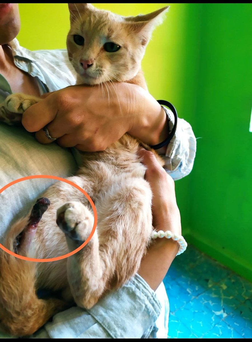 Germán B. tweet media