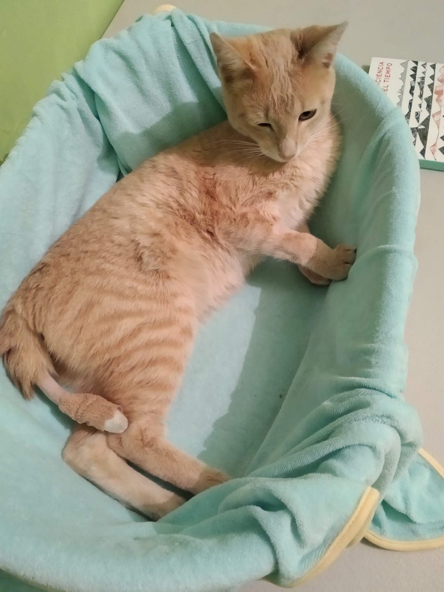 Germán B. tweet media