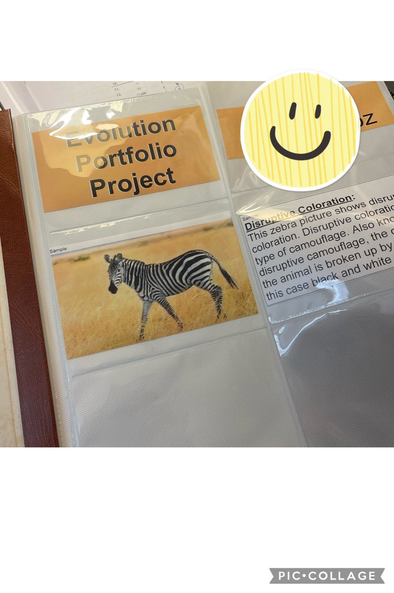 When a student struggles with assessments and the teacher taps into the student's love of photography as an alternate means of assessment, everyone wins! As a case manager I couldn't ask for anything more!