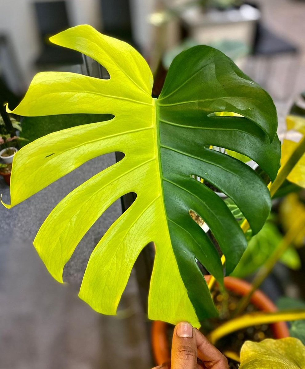Have you ever heard of the Monstera lemon lime?