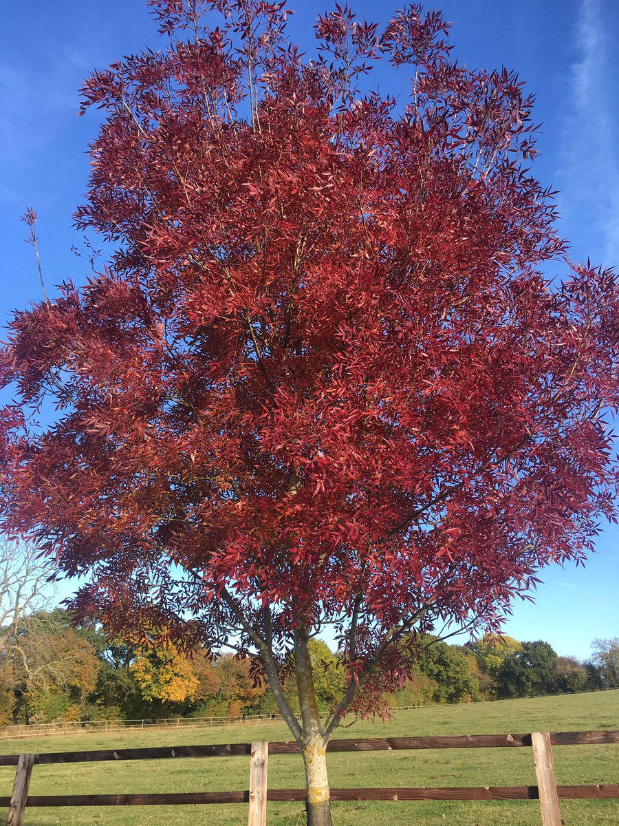 ClareAitk's tweet photo. The foal prep wheel has started! Enjoying the driving round the stunning autumn countryside as a result. Who needs Kentucky’s trees, we do it just as well?! @Farwestfarm @SaracenTB #autumnfall #britishcountryside #foalprep #foalsales https://t.co/uxUGwUzXvJ