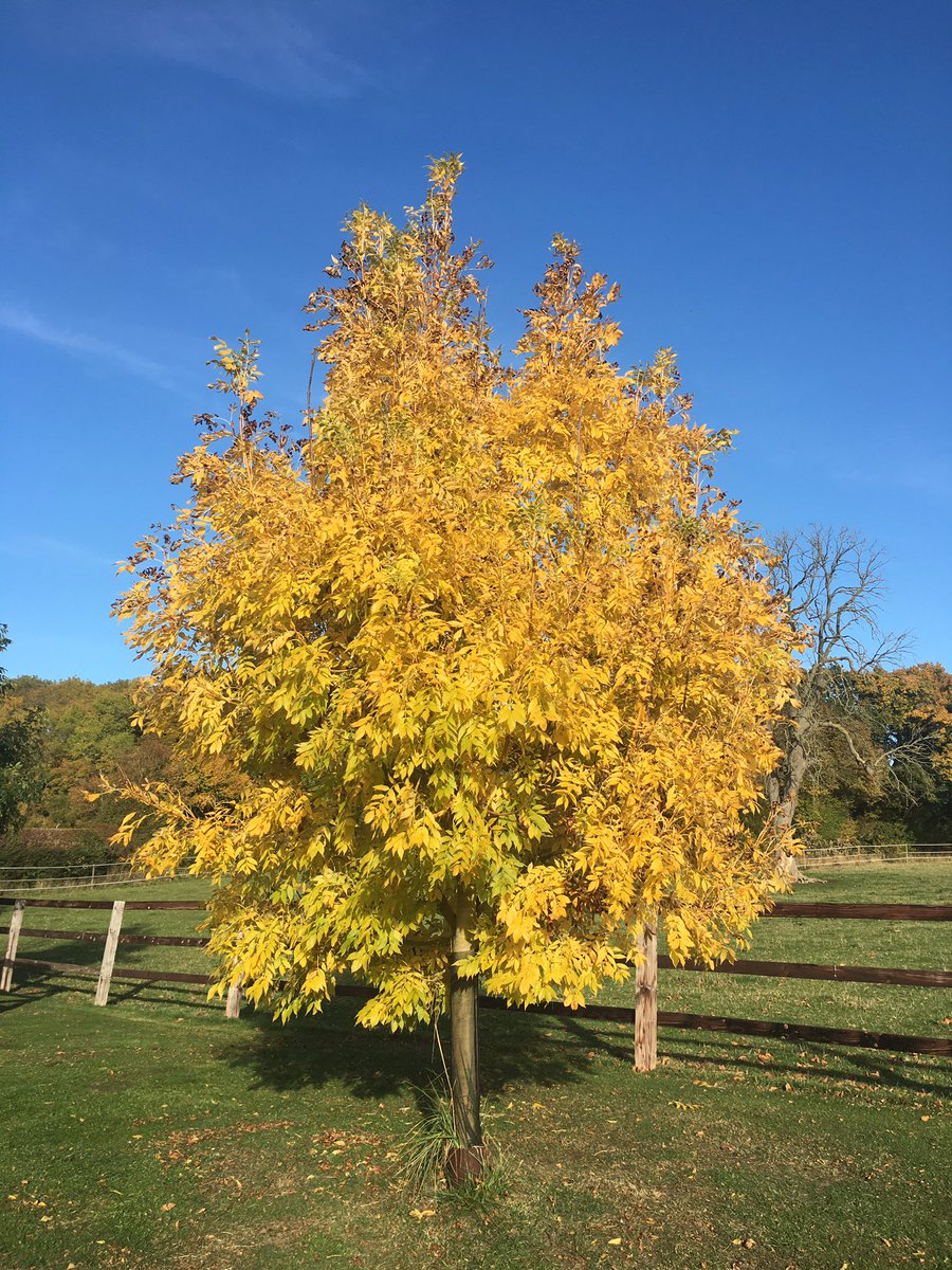 ClareAitk's tweet photo. The foal prep wheel has started! Enjoying the driving round the stunning autumn countryside as a result. Who needs Kentucky’s trees, we do it just as well?! @Farwestfarm @SaracenTB #autumnfall #britishcountryside #foalprep #foalsales https://t.co/uxUGwUzXvJ