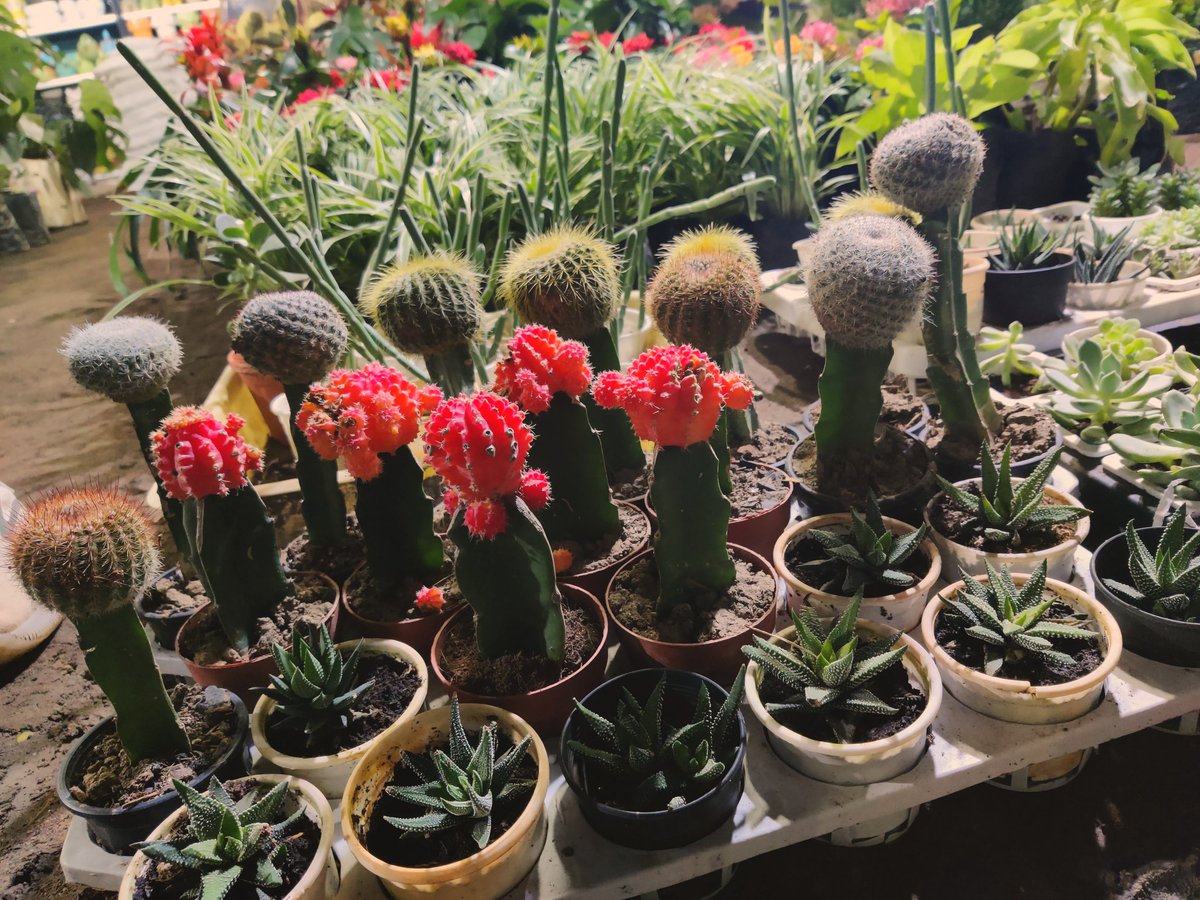 ShubhyaP's tweet photo. Buying clothes and all is okay, but plant shopping Hits different 🌵 https://t.co/AyPn9yF0Zc