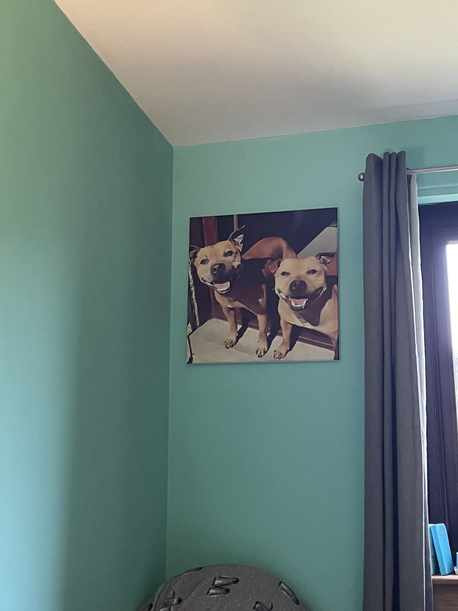 ChloJaconherMac's tweet photo. I know my puppers are looking down on me 🥰Their beautiful photo keeps me going and working hard 🌈 I miss and love them so much ❤️🥺 #studyfromhome #Science3 https://t.co/xXasLWKPZO
