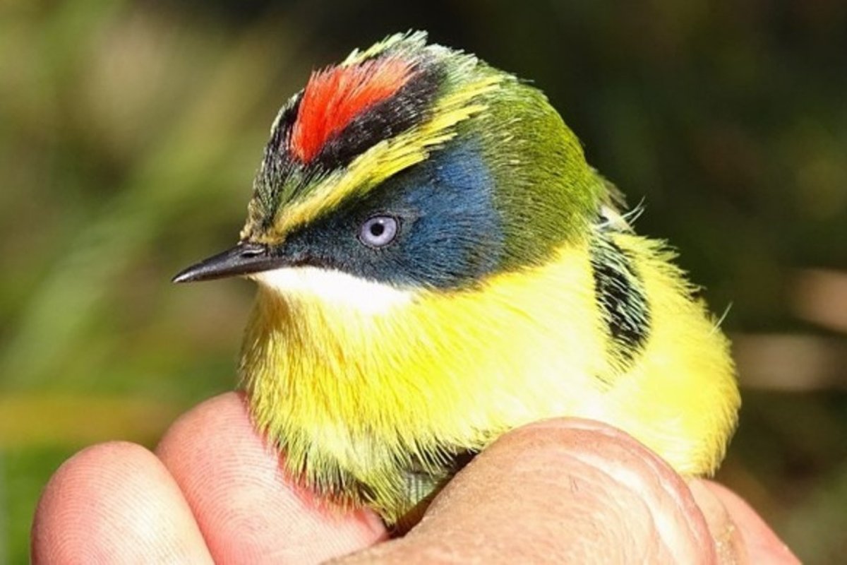 Últimos cupos 📣

Aves y cómo investigar su ecología: #UACh dictará curso avanzado 🦅

¿Cuándo? Del 7 y el 12 de noviembre.

Inscripciones a jgnavedo@uach.cl, con fecha límite el próximo 21 de octubre. 

+ info en bit.ly/3EXVQDV

<a href="/cienciasuach/">Facultad de Ciencias, UACh</a>
<a href="/UAustraldeChile/">Universidad Austral de Chile</a>
