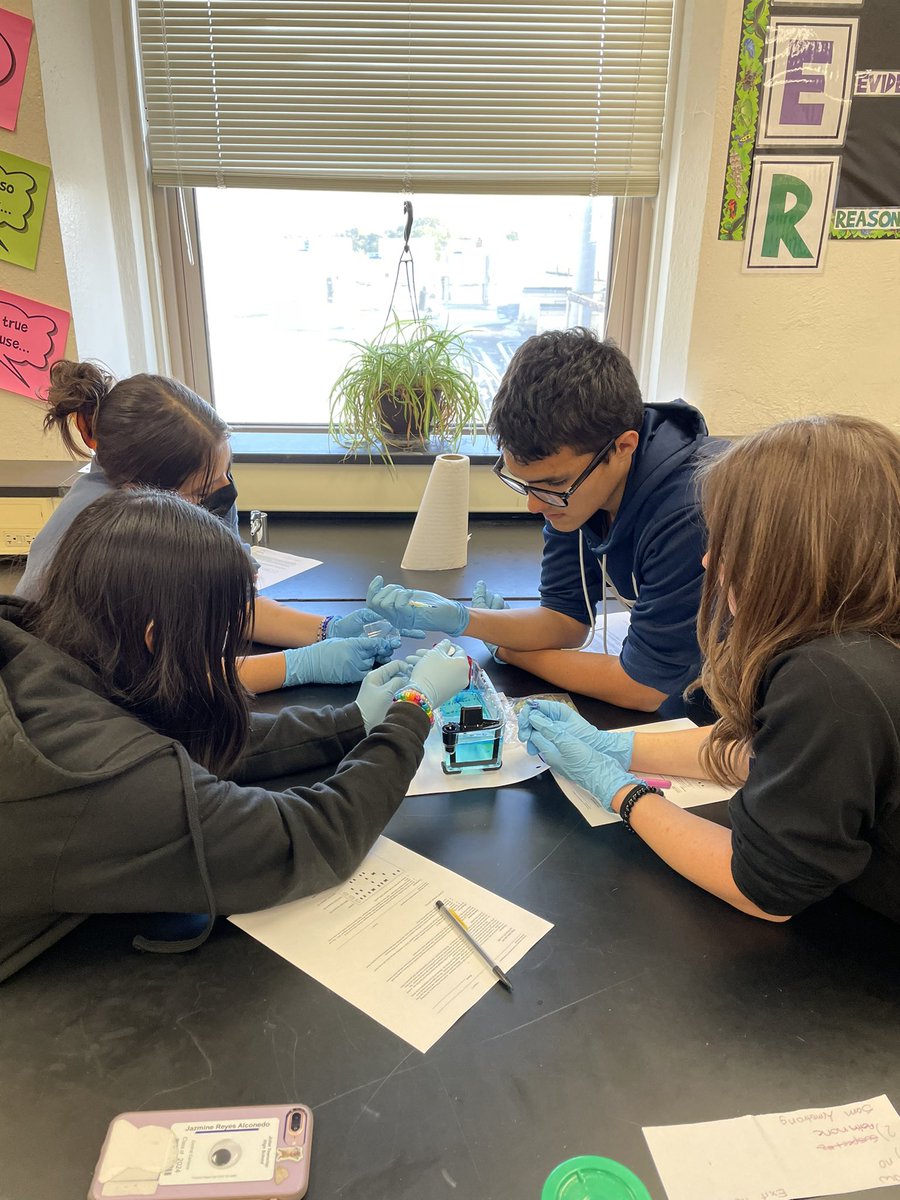 Loading gels is a precise technique. We practiced yesterday so we are ready to run our gel lab today!