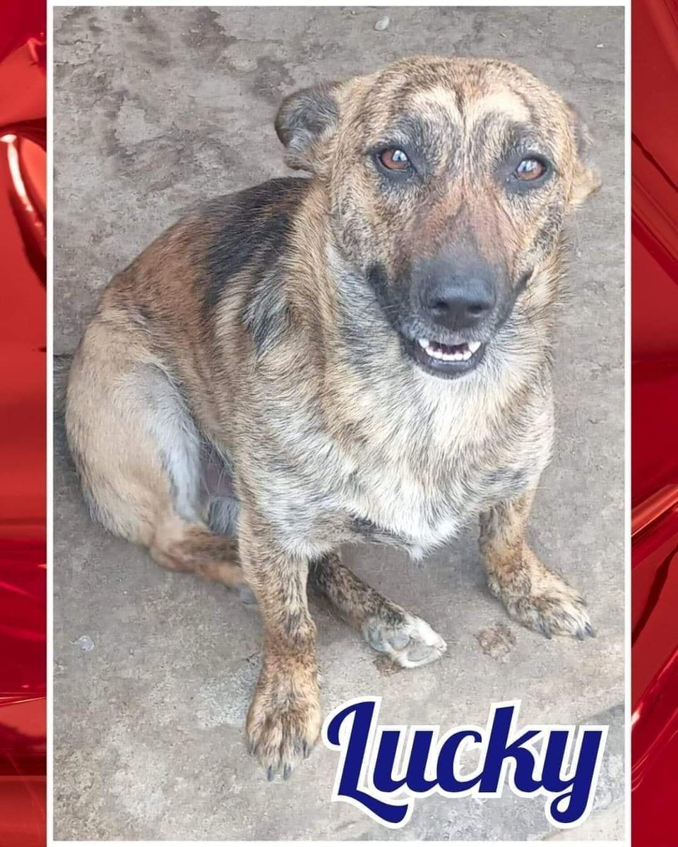 OubliesRoumanie's tweet photo. #adoption #chien #sosdog
🐶 LUCKY est un mâle estimé né en mai 2021, de taille moyenne, environ 20 kg
Lucky est un adorable loulou, un chien affectueux et câlin qui recherche sa famille pour la vie 🏡
Partagez un maximum 🙏
👉Adopter : https://t.co/uQ7MjTcH0H https://t.co/pomK4VBHZY